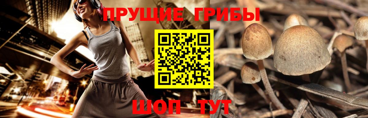 Галлюциногенные грибы MAGIC MUSHROOMS  купить наркотики цена  Краснодар  Псилоцибиновые грибы MAGIC MUSHROOMS  Вход с VPN 